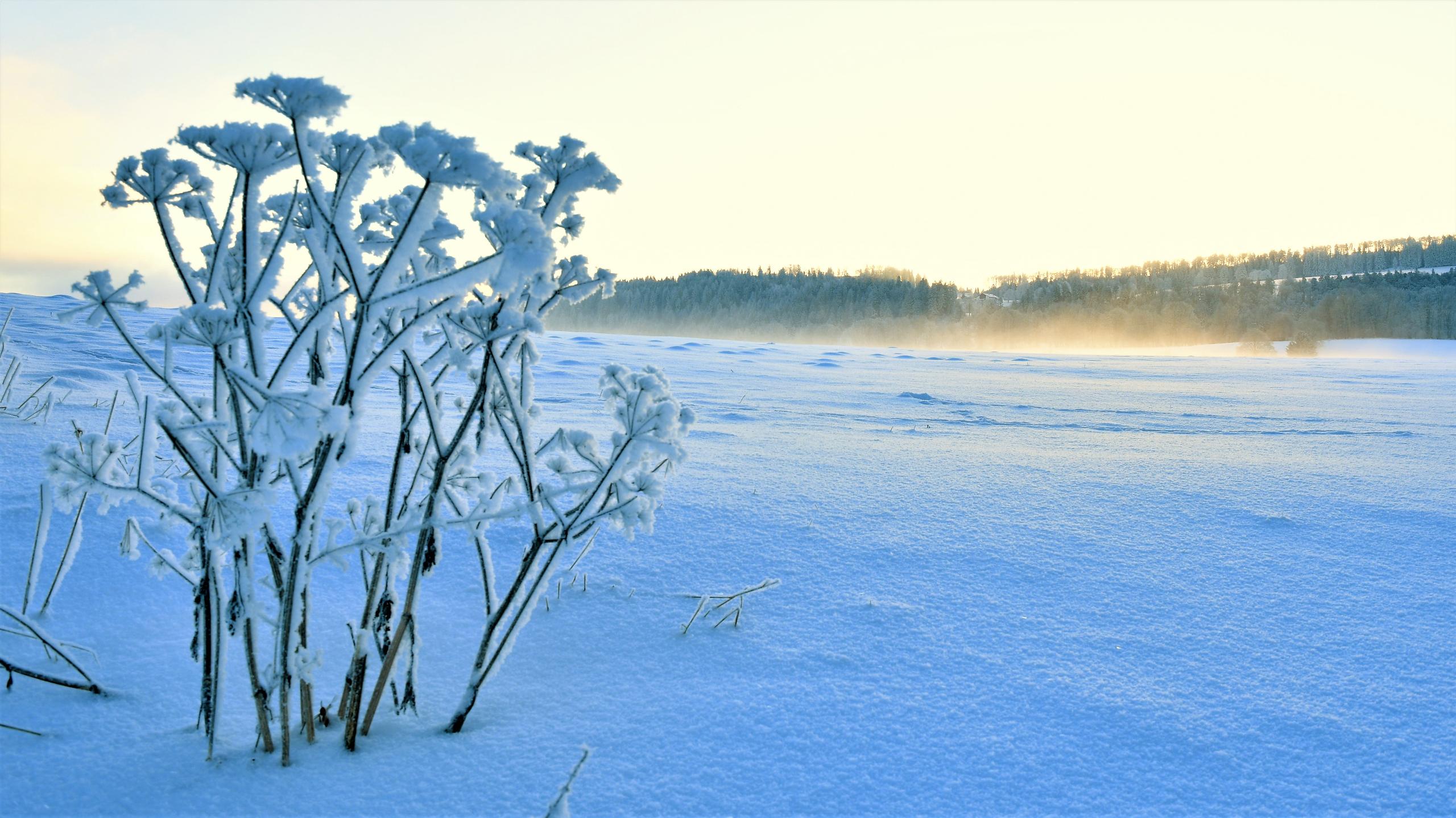 Arbuste f/8.0 1/60 ISO 160