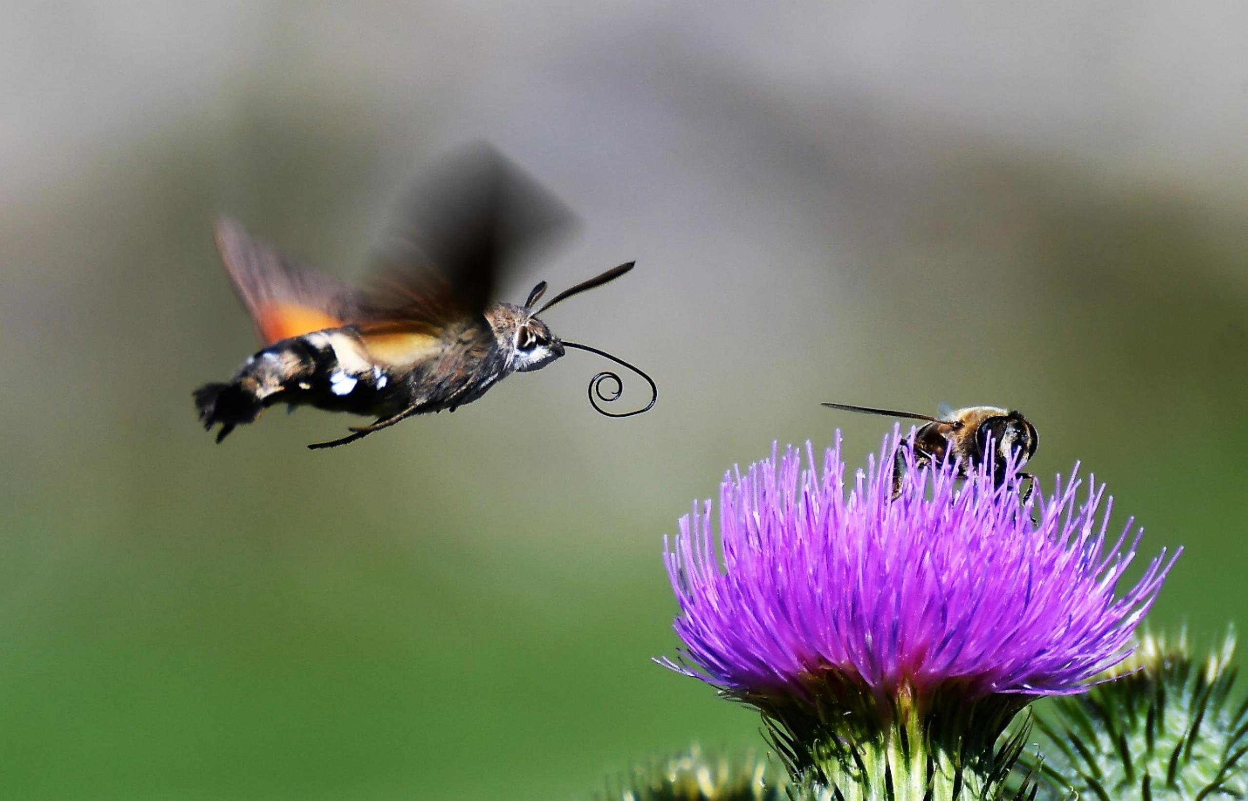 Moro Sphinxf/7.1 1/640 ISO 100