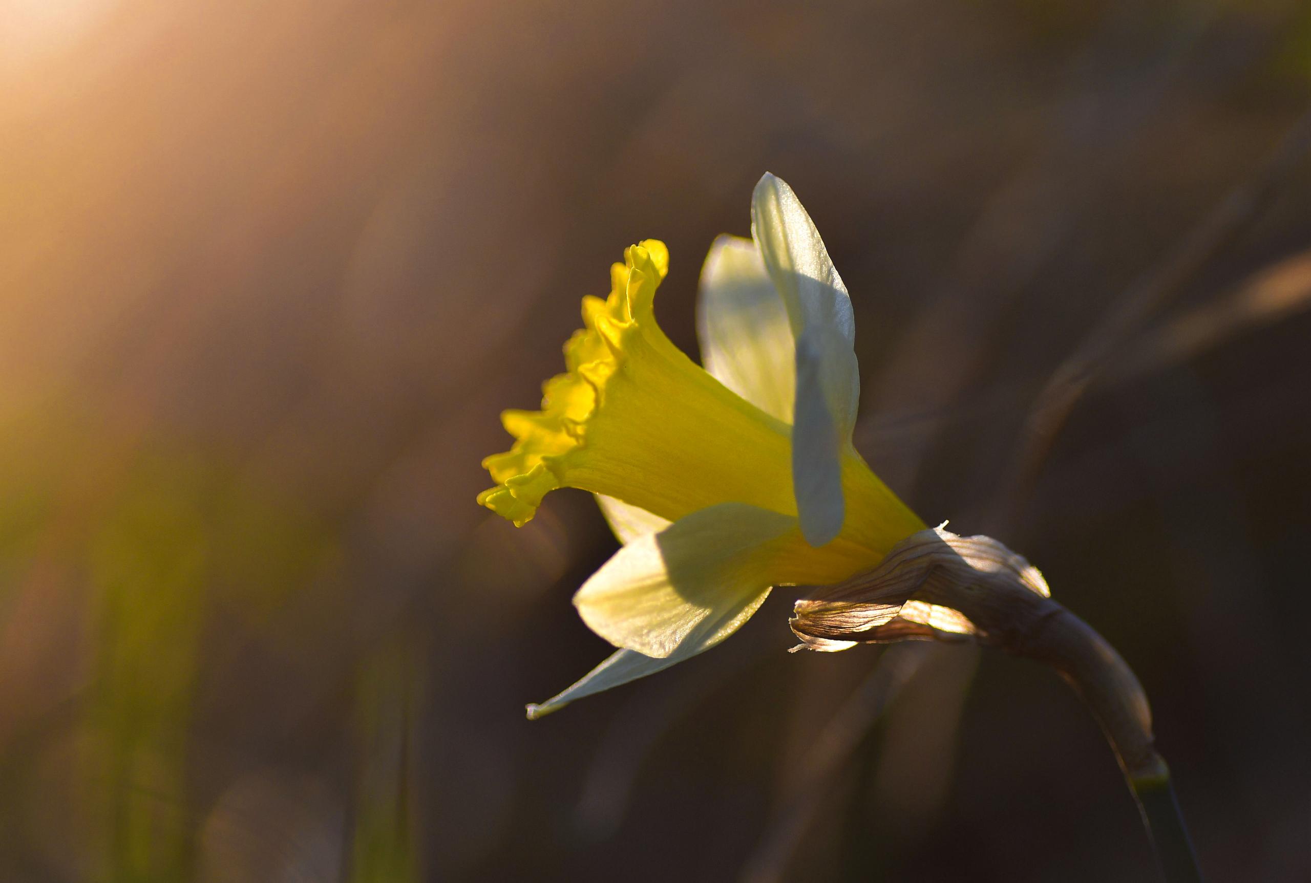 Jonquille f/3.5 1/1000 ISO 125