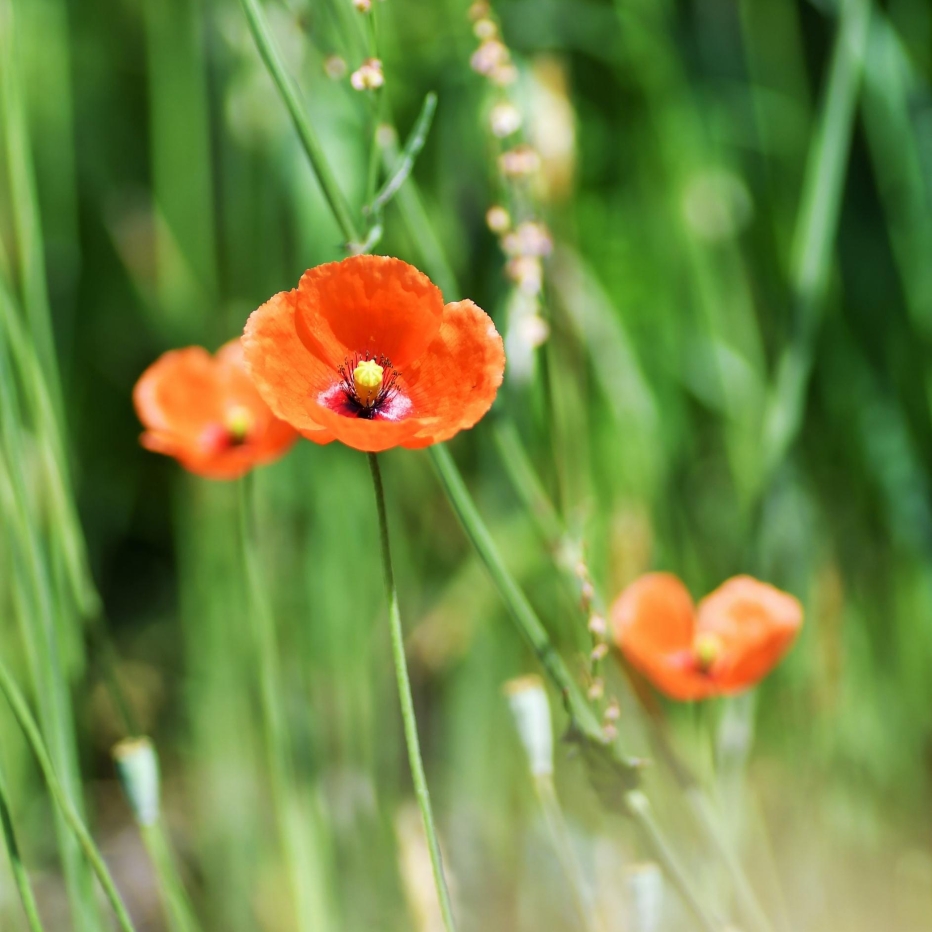 Coquelicot
