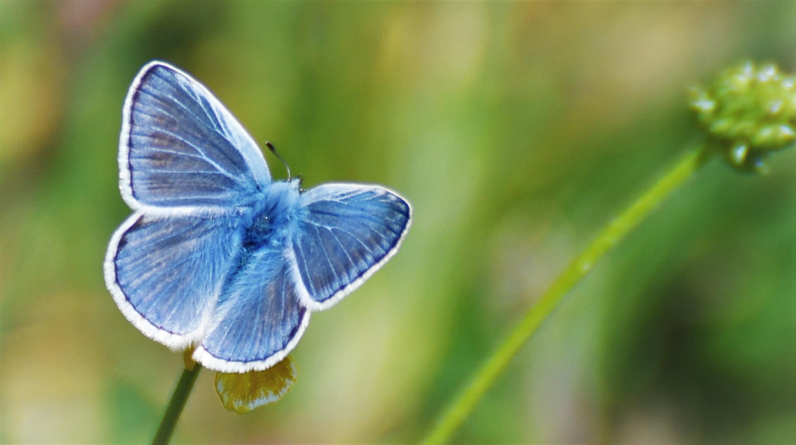 Azuré de l'ajonc f/5.6 1/600 ISO 125