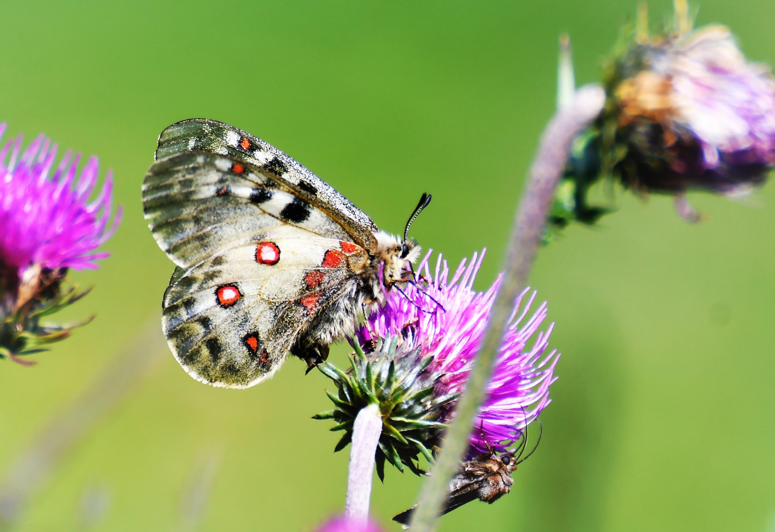 Petit Apollon f/7.1 1/400 ISO 100