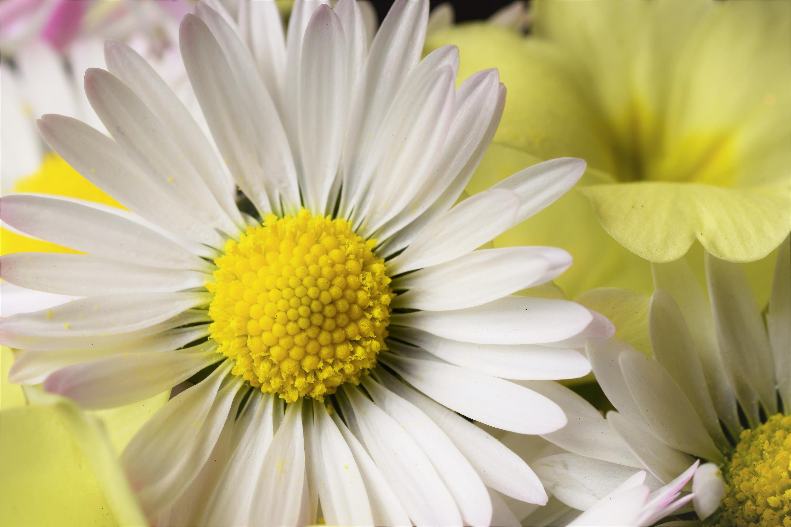 mrguerite f/22.0 1/5 ISO 100