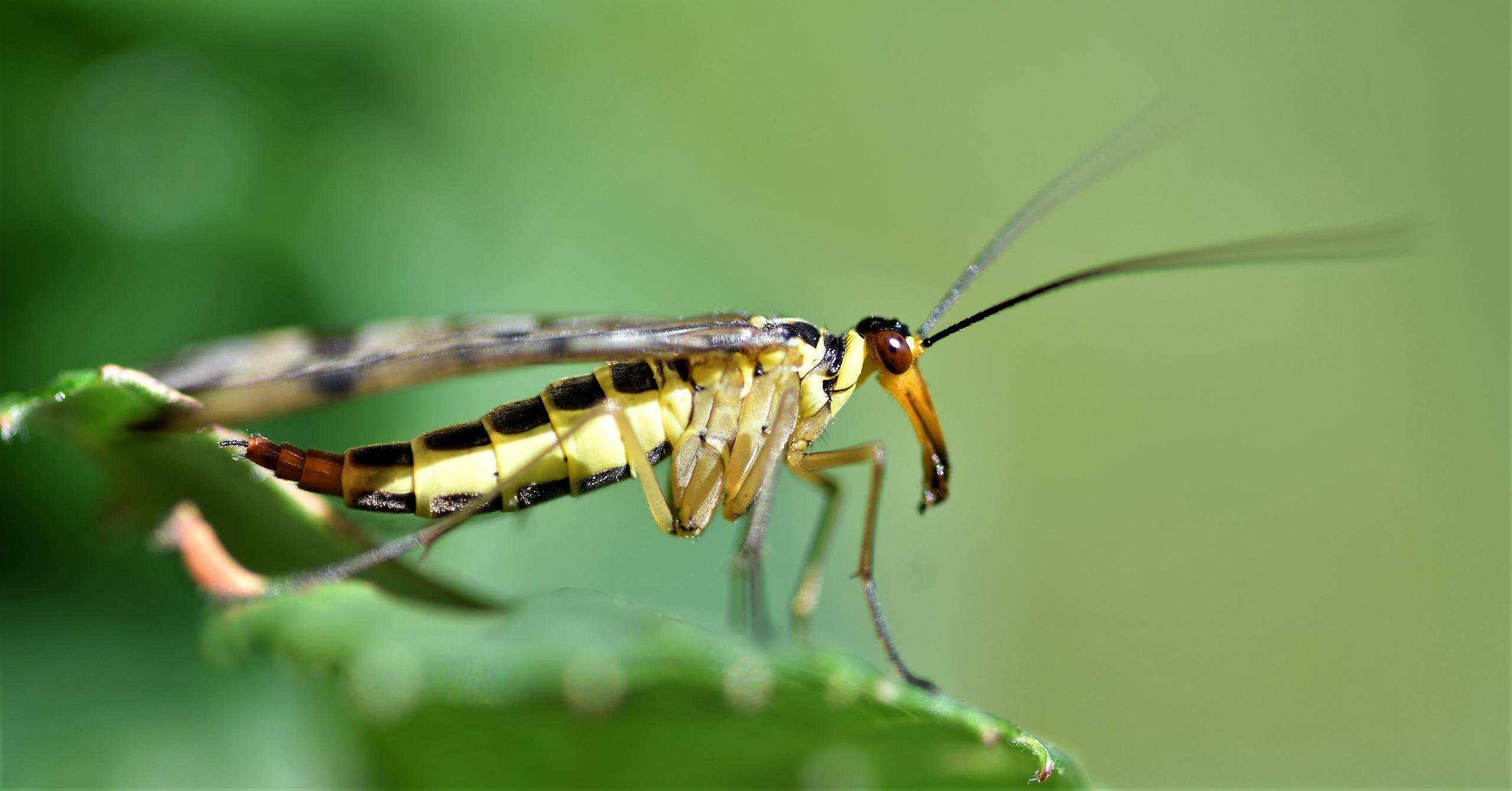 Insecte f/7.1 1/200 ISO 100