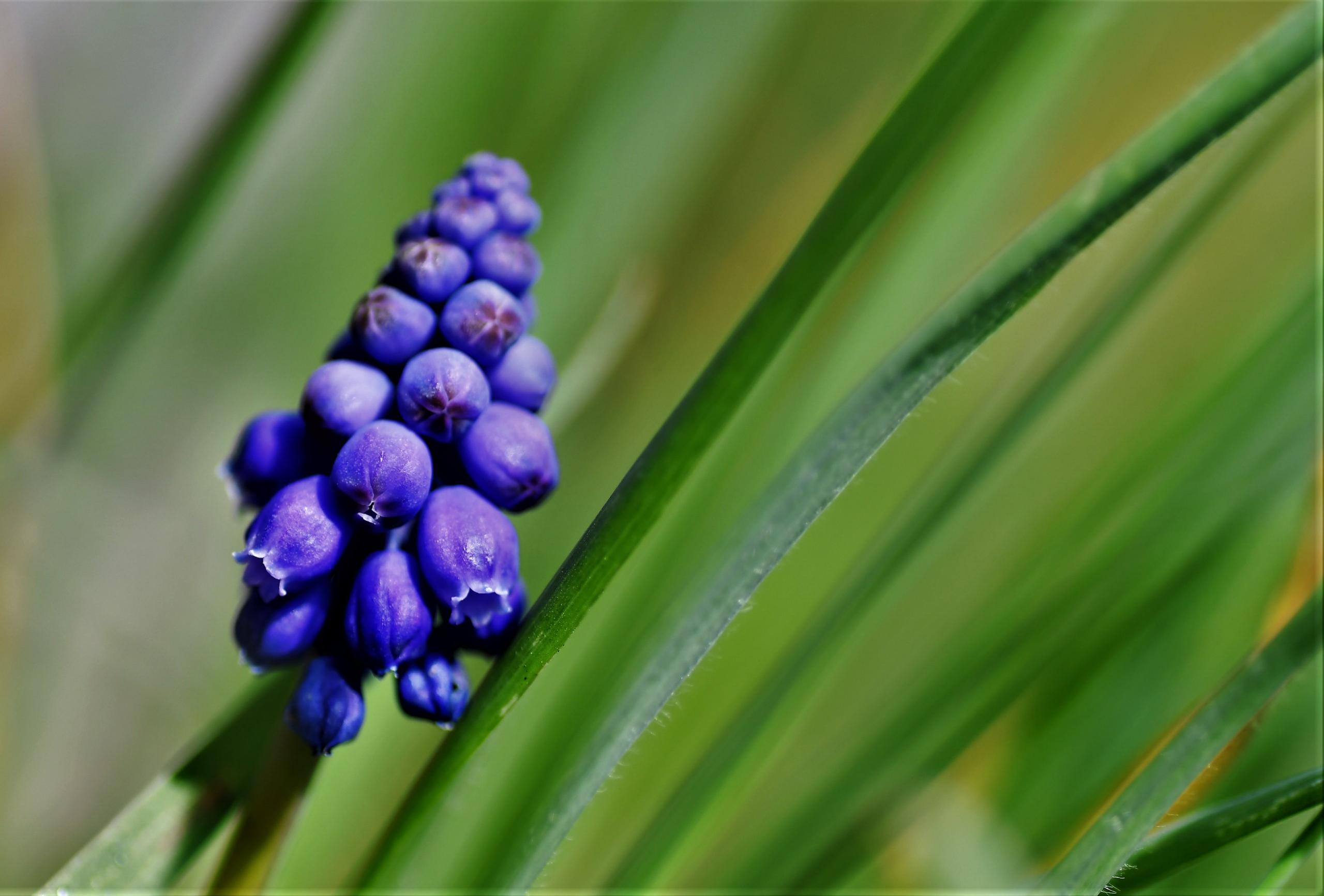 Jacinthe f/4.0 1/1000 ISO 200