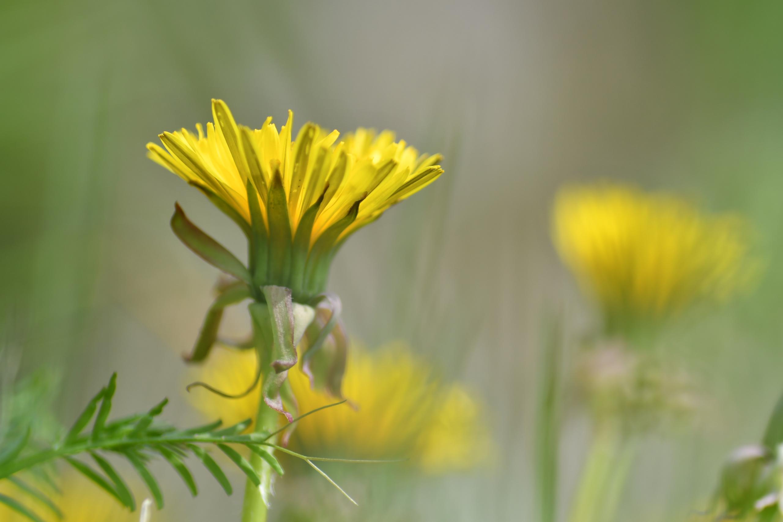 Dandelion f/3.5 1/2500 ISO 200