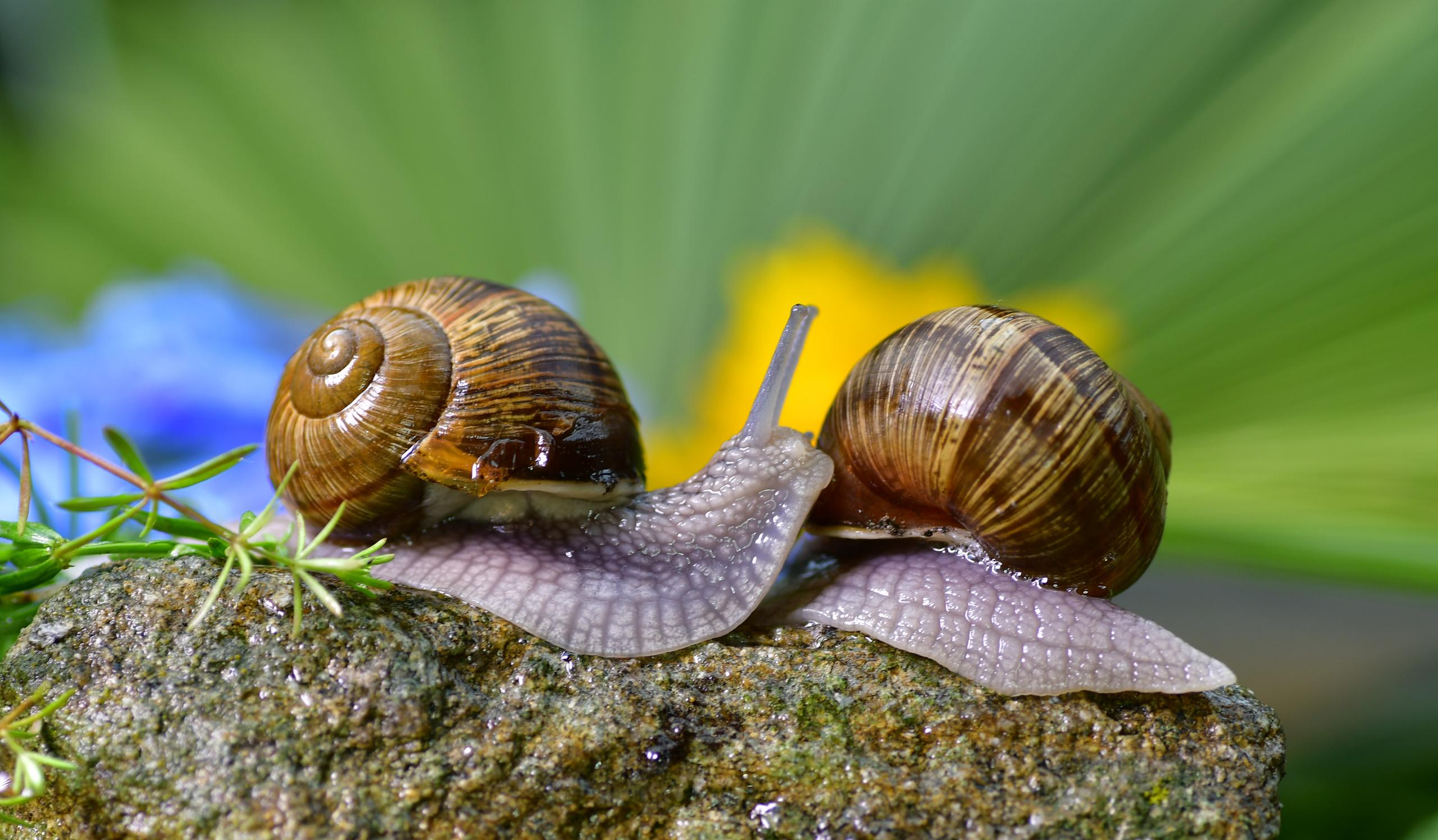 Escargots f/6.3 1/125 ISO 125