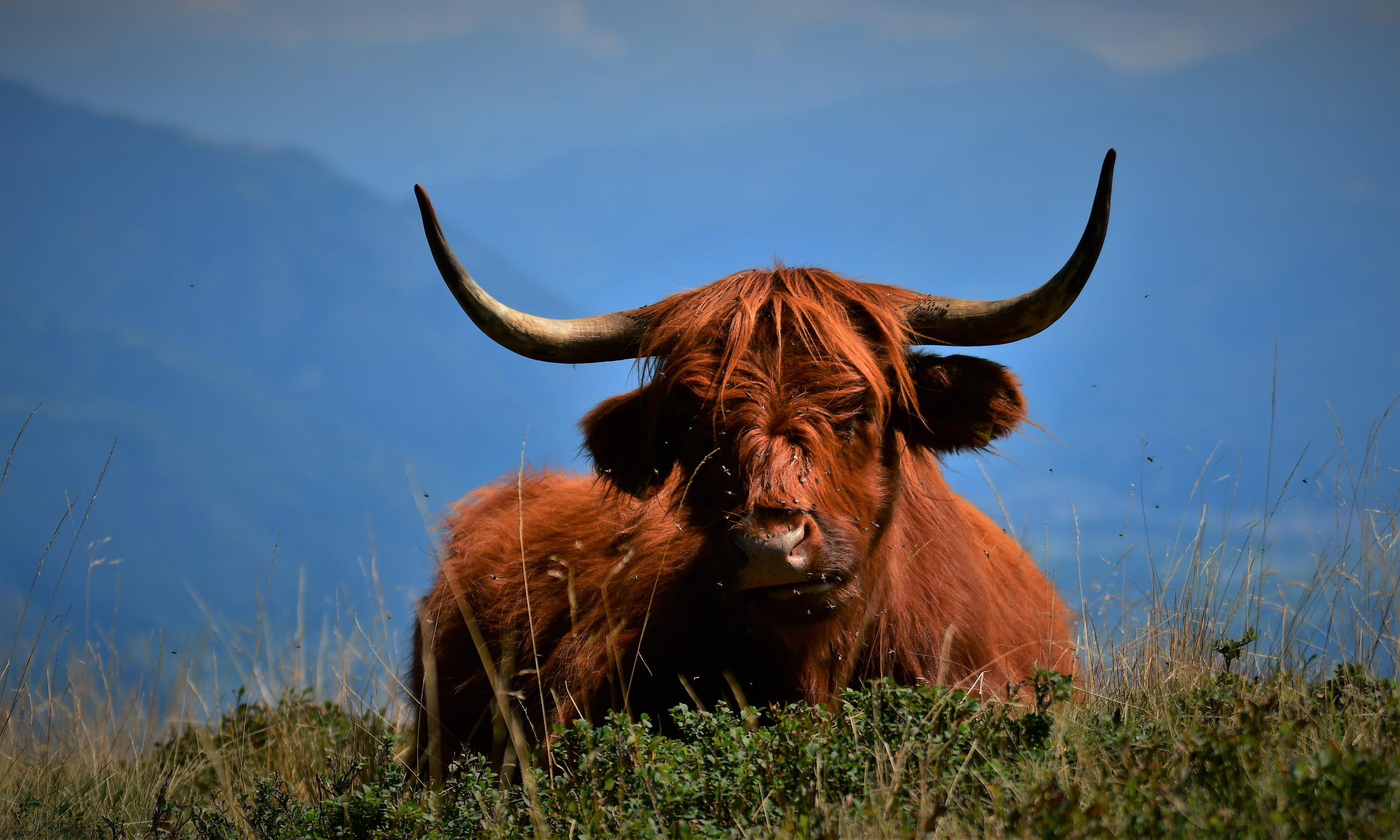 Buffle écossai f/4.2 1/25000 ISO 125