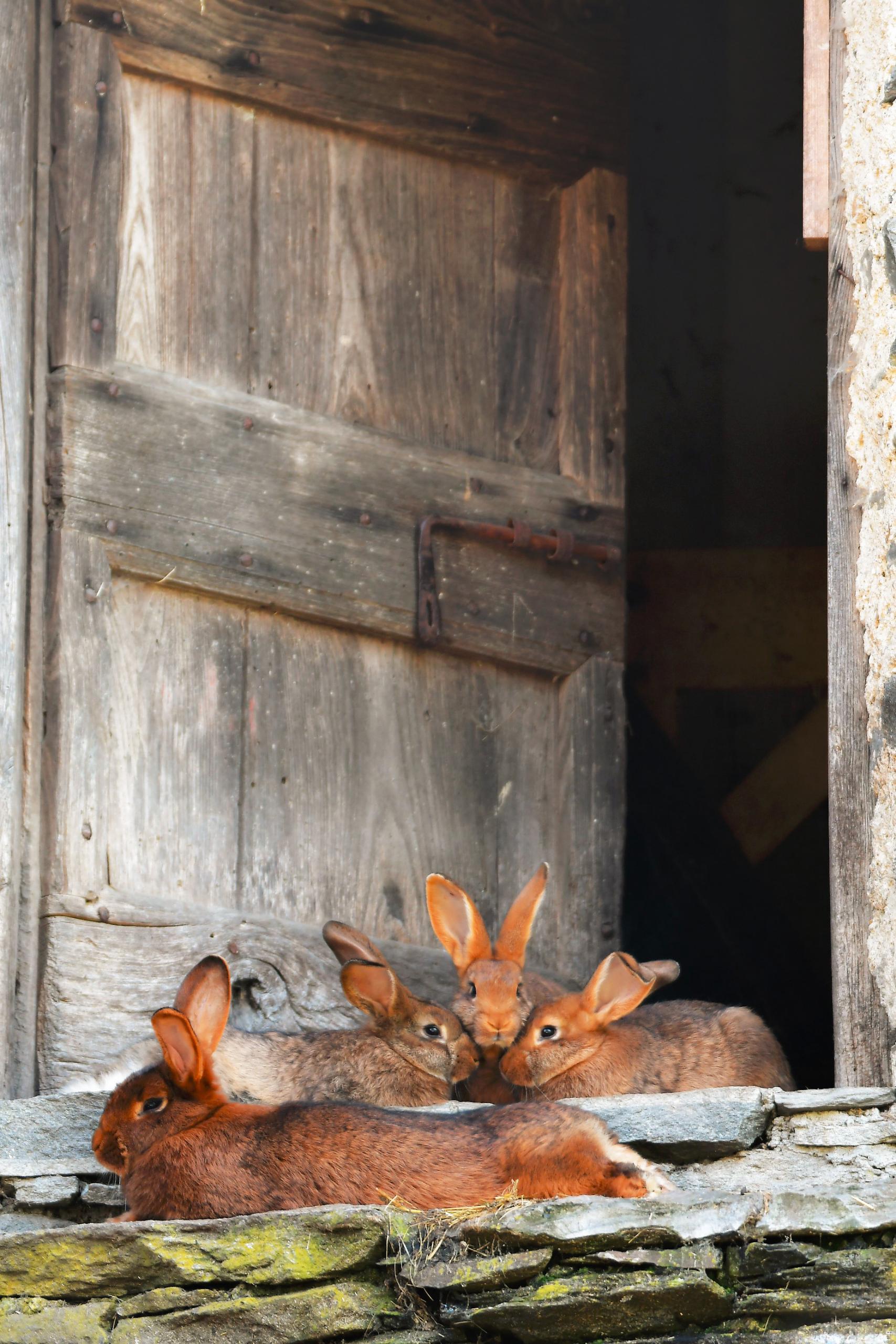 lapins f/4.5 1/125 ISO 125
