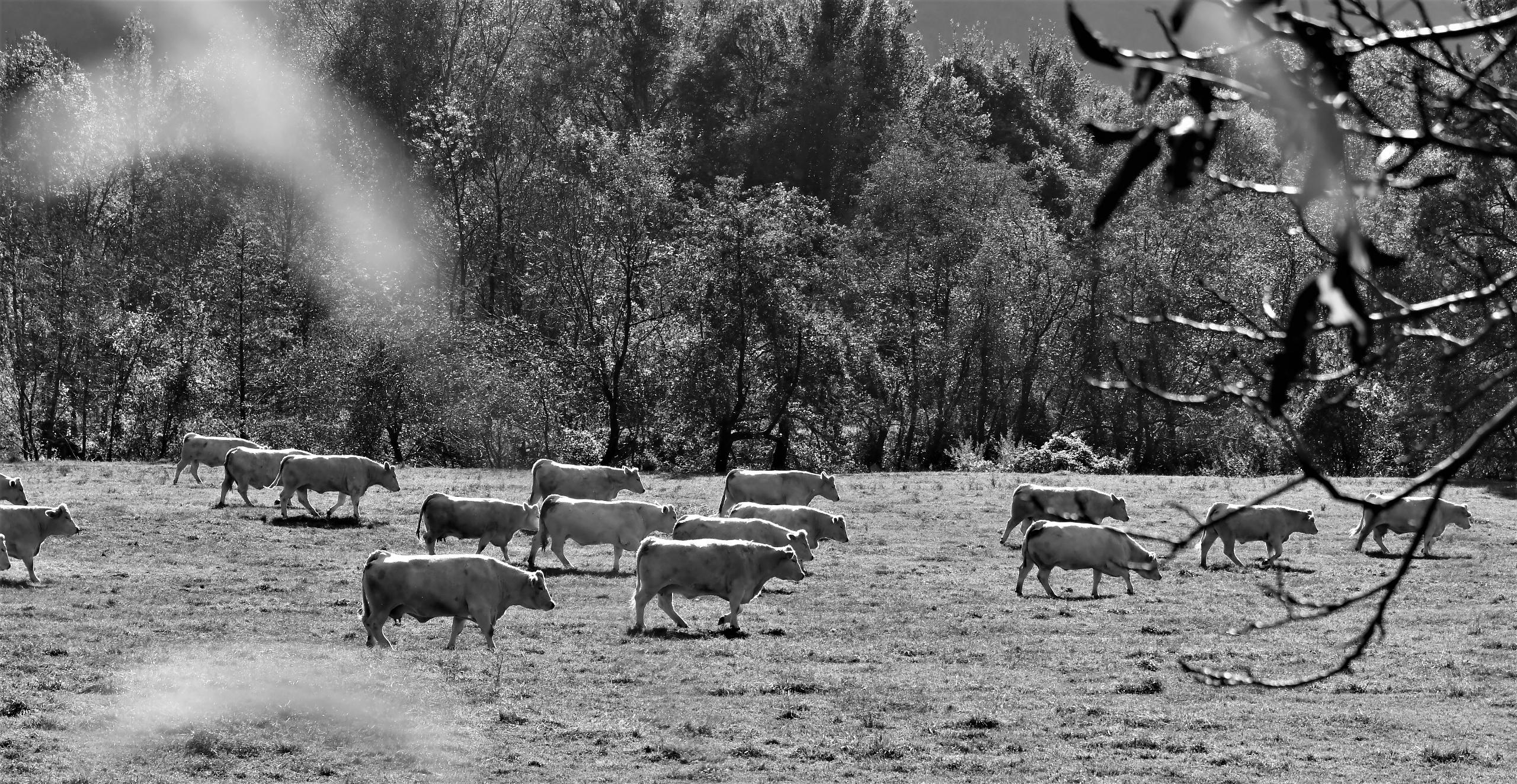 Troupeau f/5.6 1/1250 ISO 200