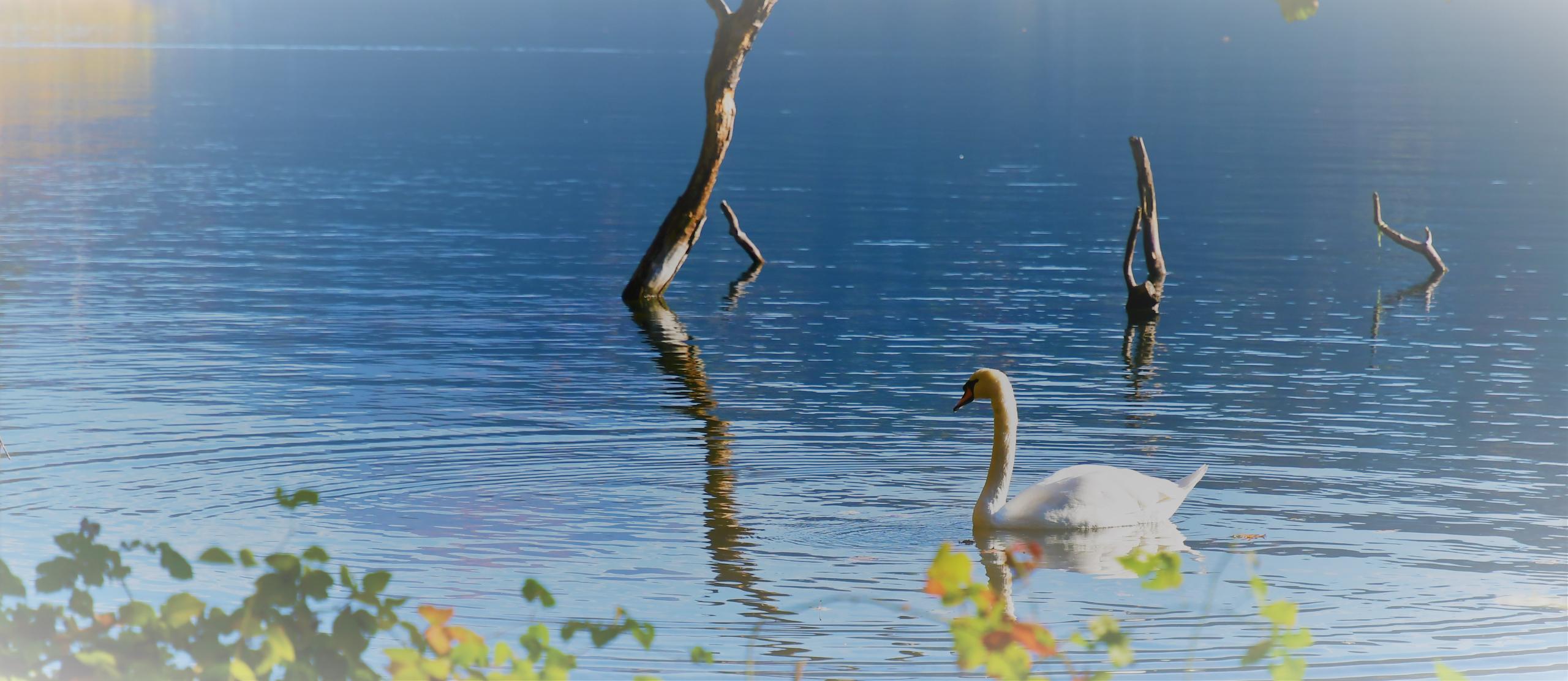 Signe f/4.0 1/1600 ISO 250