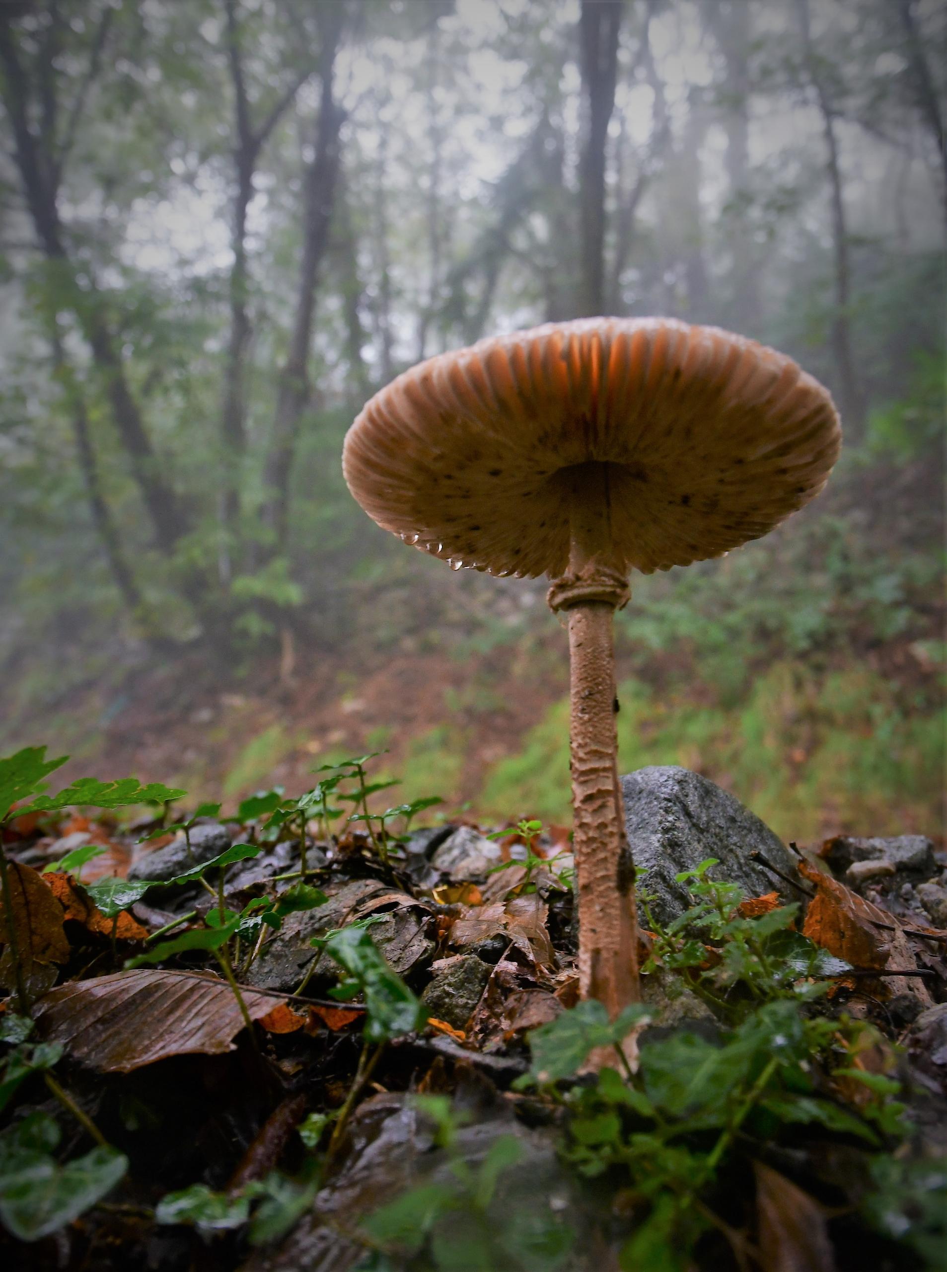Champignon f/4.0 1/50 ISO 1000