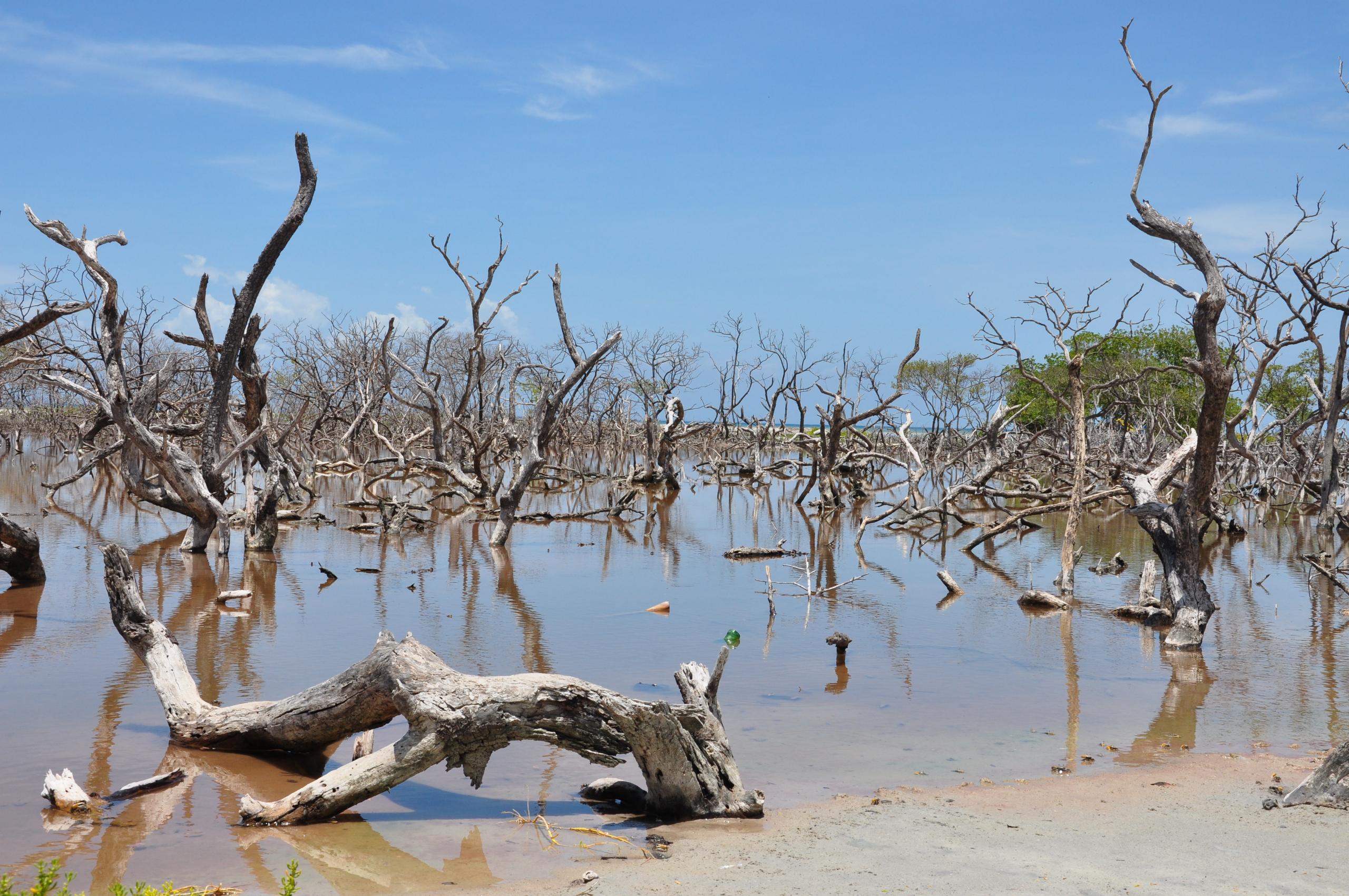 Bois sec f/11.0 1/400 ISO 320